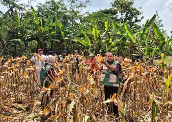 Melimpah, Panen Jagung Serentak di Kudus Capai 26 Ton