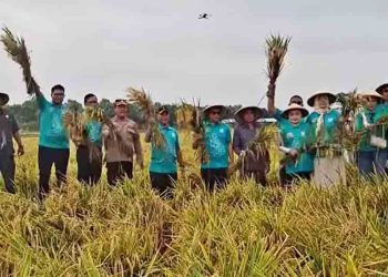 Plt Bupati Pati Chandra Buktikan Keberhasilan Panen Padi 10 Ton di Lahan 1 Hektar