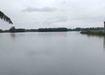Petani di Pati Terancam Gagal Panen Akibat Lahan Terendam Banjir