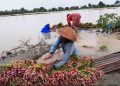 Imbas Banjir, Petani Bawang Merah di Pati Terpaksa Panen Lebih Awal