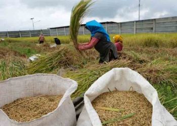 Harga Gabah di Rembang Tembus Rp7.100 di Panen Raya Awal Tahun