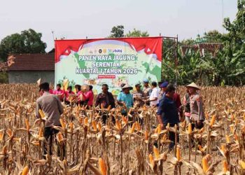 Rembang Targetkan Produksi Jagung Tembus 188 Ribu Ton Tahun Ini