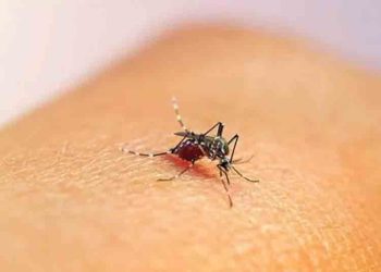 8 Kelurahan di Salatiga Endemik DBD, Pemberantasan Nyamuk Diintensifkan