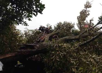 Pohon Tumbang Timpa Rumah Warga di Guyangan Jepara, Kerugian Ditaksir Rp20 Juta