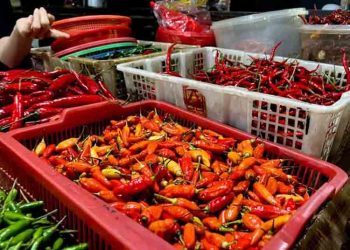 Harga Cabai Rawit di Pekalongan Tembus Rp80 Ribu Jelang Ramadan