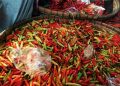 Harga Cabai di Rembang Naik Drastis Jelang Ramadan