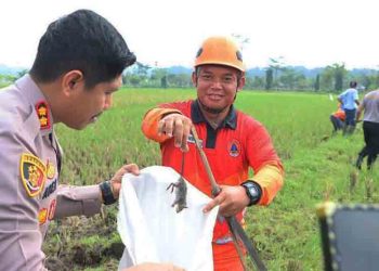 Serangan Tikus, Petani di Salatiga Hanya dapat Hasil Panen Satu Karung