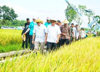 Plt Bupati Pati Buktikan Keberhasilan Panen 10 Ton di Lahan Satu Hektar