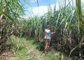 Hasil Panen Petani Tebu di Blora Terancam Tak Terserap Akibat Polemik PG GMM