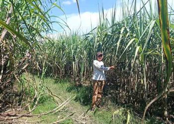 Hasil Panen Petani Tebu di Blora Terancam Tak Terserap Akibat Polemik PG GMM