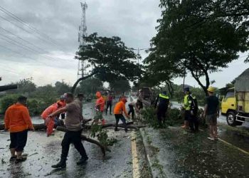 Pohon Sering Tumbang, DPRD Pati Minta DLH Rutin Lakukan Pemangkasan