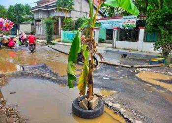 Jalan Rusak di Kayen Ditanami Pohon Pisang, Begini Respon DPUTR Pati