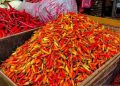 Harga Cabai di Salatiga Tinggi, Pedagang Sebut Akibat Petani Belum Panen 14 Harga Cabai Rawit Merah di Rembang Tembus Rp98 Ribu Jelang Lebaran
