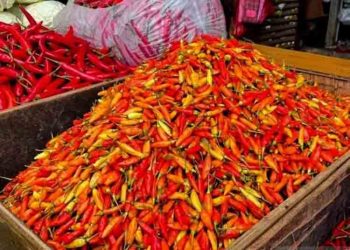 Harga Cabai Rawit Merah di Rembang Tembus Rp98 Ribu Jelang Lebaran
