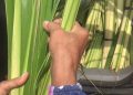 Arus Balik Lebaran, Ratusan Bus Padati Terminal Kembangjoyo Pati