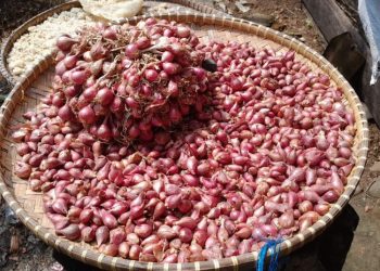 Petani Bawang Merah Kendal Keluhkan Harga Anjlok saat Lebaran