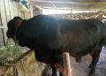 Presiden Prabowo Sumbang Sapi Kurban di Blora, Beratnya Capai 1.100 Kg