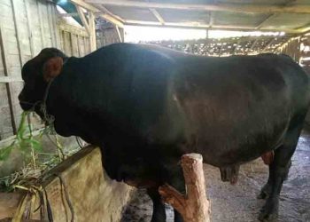 Presiden Prabowo Sumbang Sapi Kurban di Blora, Beratnya Capai 1.100 Kg