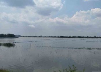 Banjir Demak Rendam 671 Hektar Sawah, Terparah di Trimulyo dan Sidoharjo