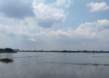 278 Hektar Sawah di Demak Alami Puso, Dinpertan Ajukan Bantuan ke Pusat