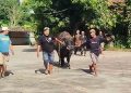 Sapi Kurban Presiden di Blora Mengamuk saat Diturunkan, Warga Sempat Panik