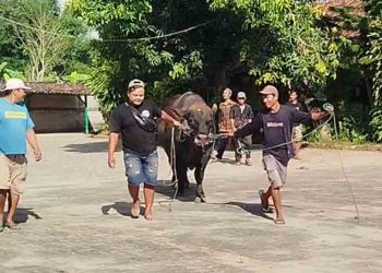 Sapi Kurban Presiden di Blora Mengamuk saat Diturunkan, Warga Sempat Panik