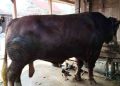 Grobogan dapat 2 Sapi Kurban Presiden, Bobotnya Capai 1 Ton Lebih 13 Grobogan dapat 2 Sapi Kurban Presiden, Bobotnya Capai 1 Ton Lebih
