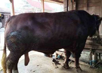 Grobogan dapat 2 Sapi Kurban Presiden, Bobotnya Capai 1 Ton Lebih