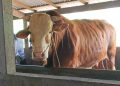Terpilih Jadi Sapi Kurban Presiden, Ternak Milik Warga Bangsri Jepara Berbobot 1,7 Ton