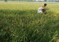 Antisipasi Dampak Kekeringan, Pemkab Kudus Mitigasi Lahan Pertanian