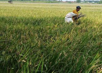 Antisipasi Dampak Kekeringan, Pemkab Kudus Mitigasi Lahan Pertanian