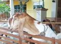 Harga Kambing untuk Kurban di Kudus Mulai Naik Jelang Iduladha