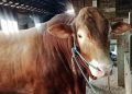 Berat 1 Ton Lebih, Sapi Kurban Presiden untuk Warga Rembang Harganya Rp113 Juta 15 Berat 1 Ton Lebih, Sapi Kurban Presiden untuk Warga Rembang Harganya Rp113 Juta