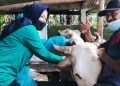 Pasokan Hewan Kurban di Salatiga Dipastikan Sehat Bersertifikat Jelang Iduladha