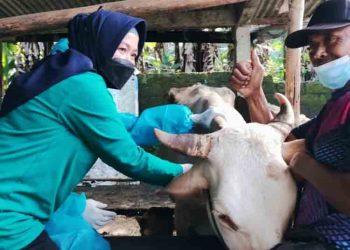 Pasokan Hewan Kurban di Salatiga Dipastikan Sehat Bersertifikat Jelang Iduladha