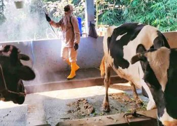Salatiga Bentuk Tim Khusus Awasi Hewan Kurban Jelang Iduladha