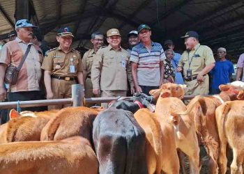 Bupati Semarang Pantau Langsung Kondisi Hewan Kurban H-1 Iduladha