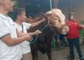Sapi Kurban Presiden Disembelih di Cengek Salatiga, Dibagikan ke Warga Pinggiran
