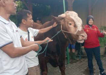 Sapi Kurban Presiden Disembelih di Cengek Salatiga, Dibagikan ke Warga Pinggiran