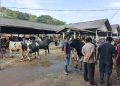 Pedagang Ternak di Pasar Ambarawa Keluhkan Sepi Pembeli Jelang Iduladha 16 Plt Bupati Pekalongan Tekankan Sinergi 65 Koperasi Merah Putih dan UMKM