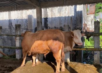 Bupati Grobogan Serahkan 3 Sapi Kurban di Iduladha Tahun Ini