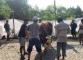 Bupati Grobogan Serahkan 3 Sapi Kurban di Iduladha Tahun Ini