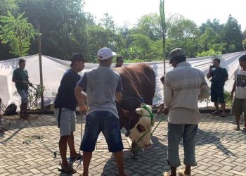 Bupati Grobogan Serahkan 3 Sapi Kurban di Iduladha Tahun Ini
