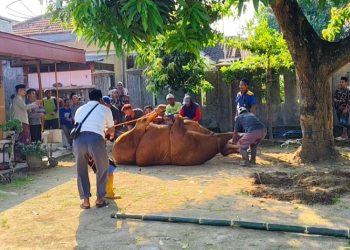 Bupati Tika Panen Semangka, Dorong Tiap Desa di Kendal Punya Produk Unggulan
