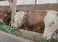 Permintaan Sapi Jumbo dari Blora Mulai Meningkat Jelang Idul Adha 12 Momen Hardiknas, Bupati Kudus Bakal Evaluasi Kondisi Pendidikan