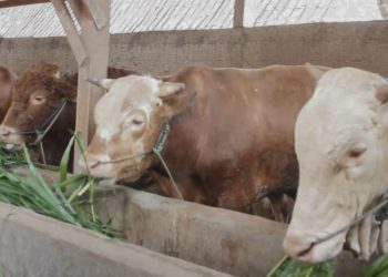 Permintaan Sapi Jumbo dari Blora Mulai Meningkat Jelang Idul Adha 3 Momen Hardiknas, Bupati Kudus Bakal Evaluasi Kondisi Pendidikan