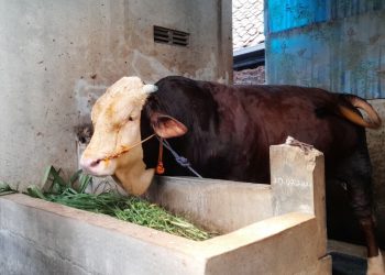 Diduga Terpeleset, Lansia di Grobogan Ditemukan Meninggal di samping Rel Kereta