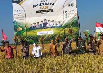 Panen Raya, Bupati Demak Sebut Produktivitas Padi Capai 6,7 Ton Per Hektar
