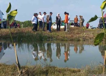 Kurangi Dampak Rob, 1.500 Bibit Mangrove Ditanam di Pesisir Demak