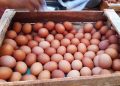 Harga Telur Anjlok di tengah Kenaikan Harga Pakan, Peternak Kendal Terancam Bangkrut
